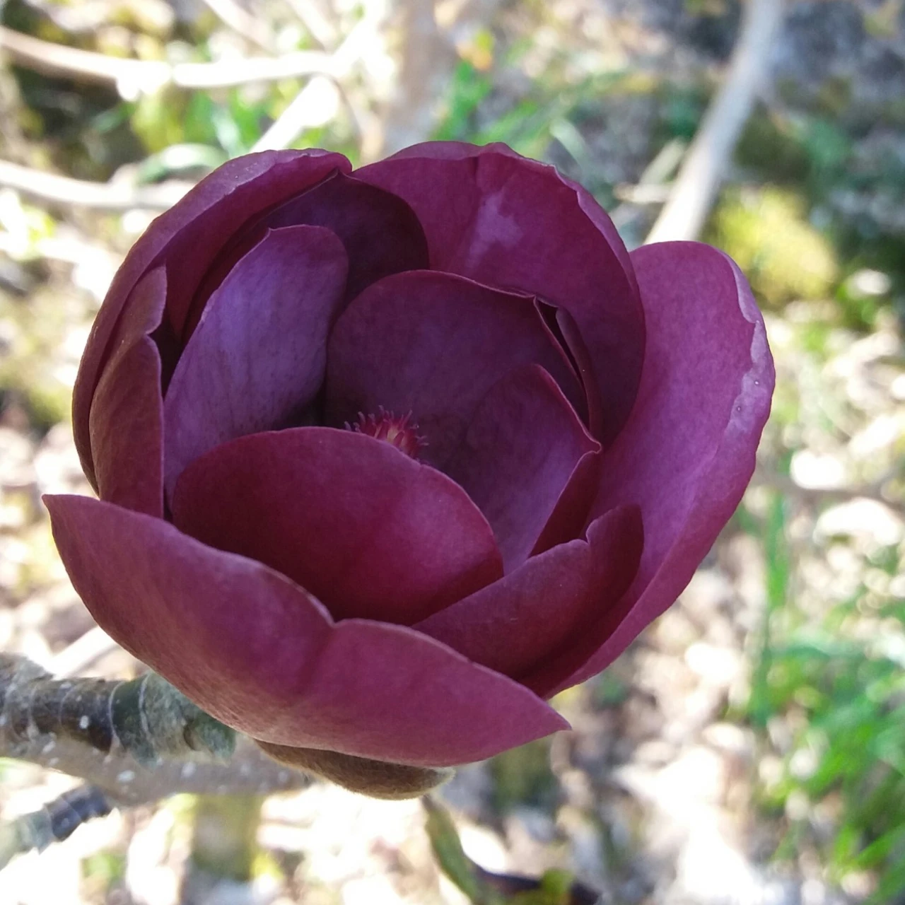 M. 'Genie'